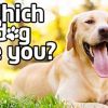 Don’t Delay When It Comes To Using Basic Dog Training