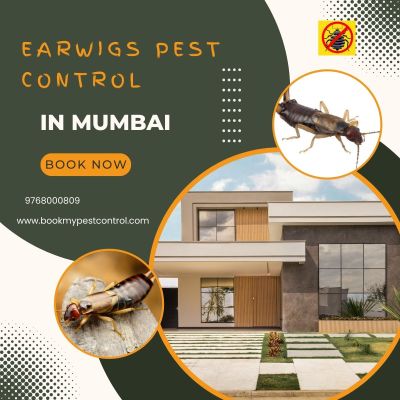 https://www.bookmypestcontrol.com/earwigspestcontrolinmumbai//  -  Are you looking for EARWIGS PEST CONTROL IN MUMBAI then you can contact at - 9768000809