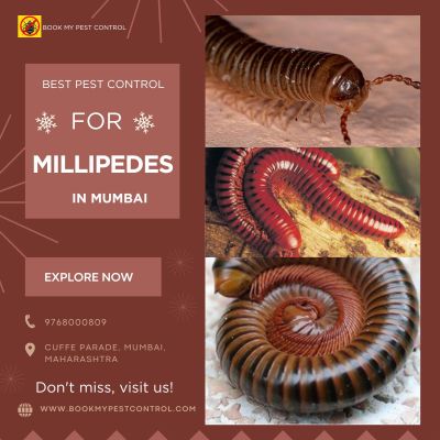 https://www.bookmypestcontrol.com/bestpestcontrolformillipedesinmumbai//  -  Are you looking for BEST PEST CONTROL FOR MILLIPEDES IN MUMBAI then you can contact at - 9768000809