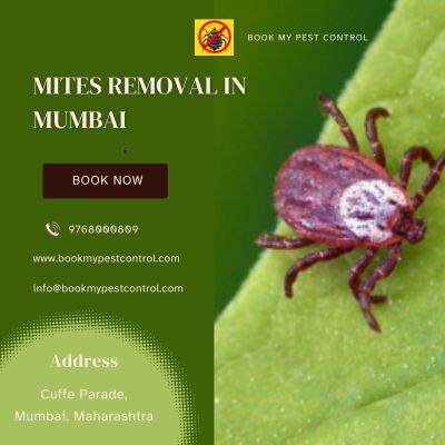 https://www.bookmypestcontrol.com/mitesremovalinmumbai//  -  Are you looking for MITES REMOVAL IN MUMBAI then you can contact at - 9768000809