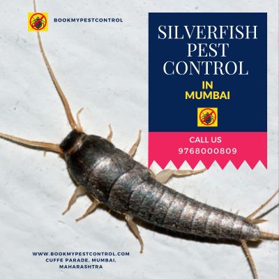 https://www.bookmypestcontrol.com/silverfishpestcontrolinmumbai//  -  Are you looking for SILVERFISH PEST CONTROL IN MUMBAI then you can contact at - 9768000809