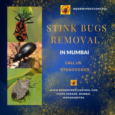 https://www.bookmypestcontrol.com/stinkbugsremovalinmumbai//  -  Are you looking for STINK BUGS REMOVAL IN MUMBAI then you can contact at - 9768000809