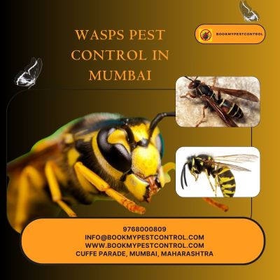 https://www.bookmypestcontrol.com/waspspestcontrolinmumbai//  -  Are you looking for WASPS PEST CONTROL IN MUMBAI then you can contact at - 9768000809